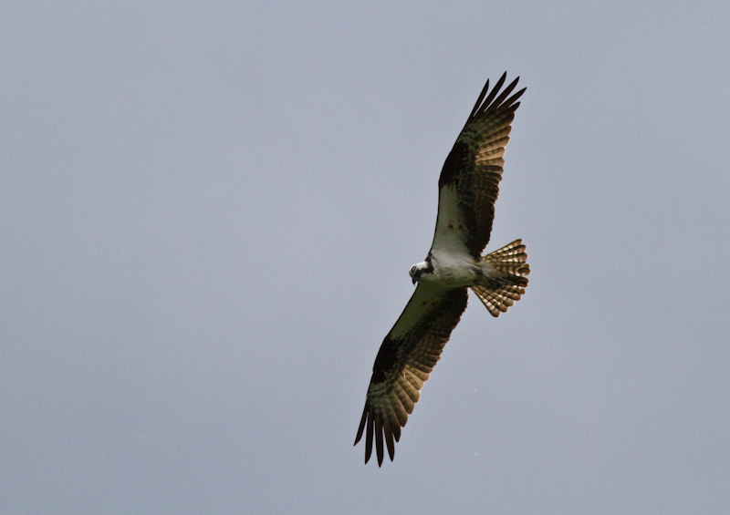 Osprey In Flight